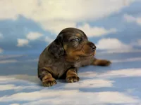 Paddington LH ICA CHIC Parents , a male Miniature Dachshund for sale in Canton, OH – Photo 9 of 10