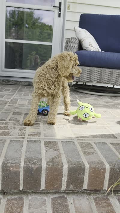 Eli, a male Poodle - Toy  for sale in Moravia, IA – 4 of 4