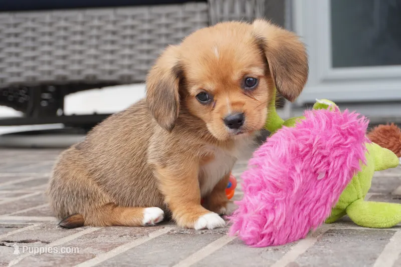 Sawyer-Cavacorgi – Pembroke Welsh Corgi, Cavalier King Charles Spaniel puppy for sale in Moravia, IA