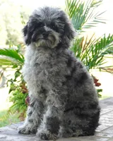 Malia, a female Poodle - Toy  for sale in Moravia, IA – 2 of 9
