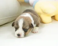 Grant-AKC, a male Pembroke Welsh Corgi for sale in Moravia, IA – Photo 1 of 3