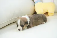 Grant-AKC, a male Pembroke Welsh Corgi for sale in Moravia, IA – Photo 2 of 3