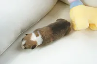 Grant-AKC, a male Pembroke Welsh Corgi for sale in Moravia, IA – Photo 3 of 3