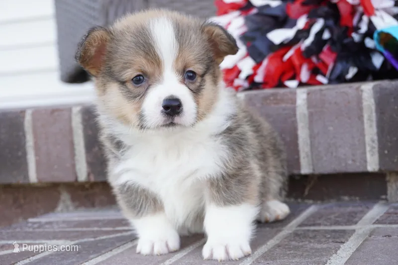 Gatlin-AKC – Pembroke Welsh Corgi puppy for sale in Moravia, IA