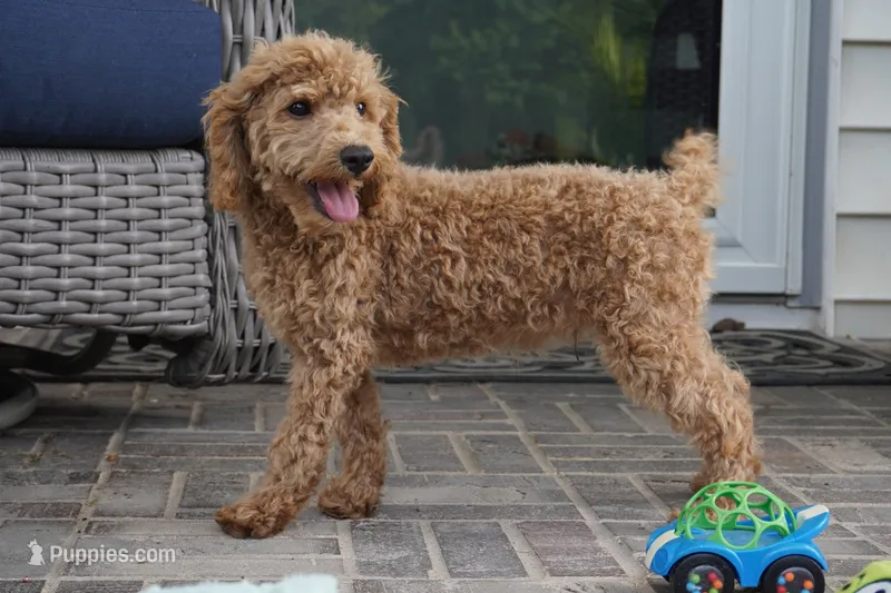 Eli – Poodle - Toy  puppy for sale in Moravia, IA