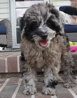Malia, a female Poodle - Toy  for sale in Moravia, IA – 2 of 10