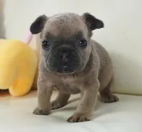 Frank, a male French Bulldog for sale in Moravia, IA – Photo 1 of 5