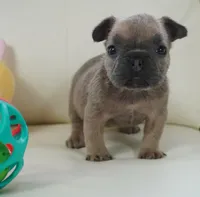 Frank, a male French Bulldog for sale in Moravia, IA – Photo 4 of 5