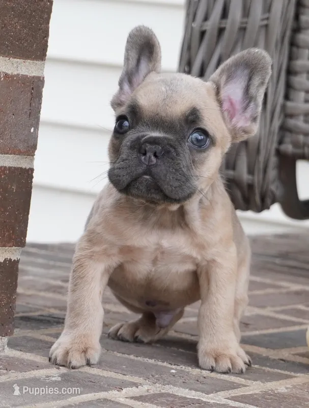 Frank – French Bulldog puppy for sale in Moravia, IA