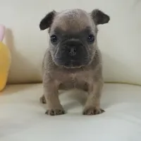 Frank, a male French Bulldog for sale in Moravia, IA – Photo 3 of 5