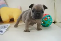 Frank, a male French Bulldog for sale in Moravia, IA – Photo 5 of 5