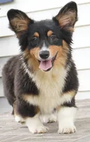 Cyrus-Fluffy AKC, a male Pembroke Welsh Corgi for sale in Moravia, IA – 6 of 8