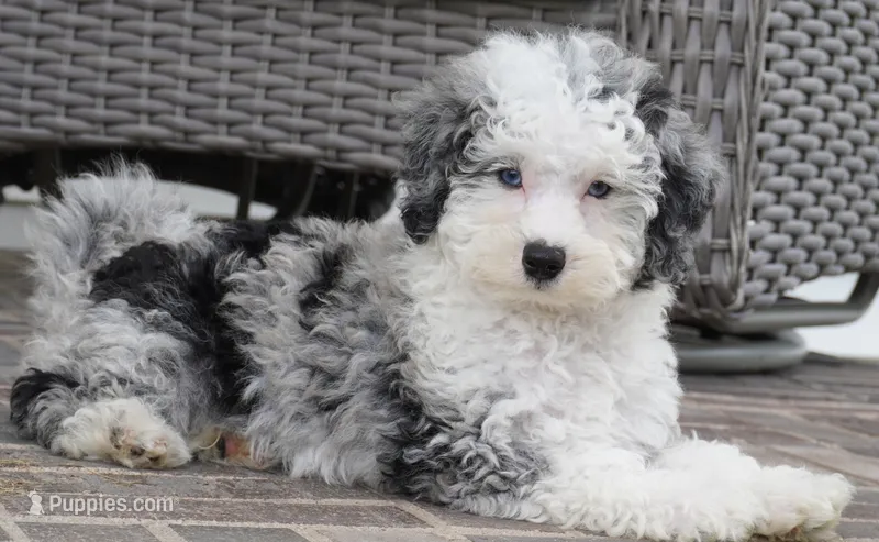 Bridger – Miniature Aussiedoodle puppy for sale in Moravia, IA