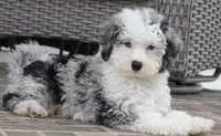 Bridger, a male Miniature Aussiedoodle for sale in Moravia, IA – 1 of 9