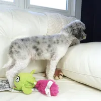 Ty, a male Cavapoo for sale in Moravia, IA – Photo 5 of 10