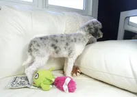 Ty, a male Cavapoo for sale in Moravia, IA – Photo 5 of 10