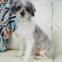 Ty, a male Cavapoo for sale in Moravia, IA – Photo 4 of 10