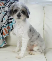 Ty, a male Cavapoo for sale in Moravia, IA – Photo 4 of 10