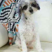 Ty, a male Cavapoo for sale in Moravia, IA – Photo 3 of 10