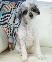 Ty, a male Cavapoo for sale in Moravia, IA – Photo 3 of 10