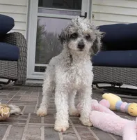 Ty, a male Cavapoo for sale in Moravia, IA – Photo 1 of 10