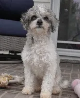 Ty, a male Cavapoo for sale in Moravia, IA – Photo 2 of 10