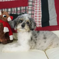 Ty, a male Cavapoo for sale in Moravia, IA – Photo 7 of 10