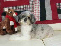 Ty, a male Cavapoo for sale in Moravia, IA – Photo 7 of 10