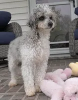 Ty, a male Cavapoo for sale in Moravia, IA – Photo 3 of 10