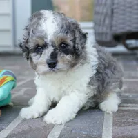 Ty, a male Cavapoo for sale in Moravia, IA – Photo 10 of 10
