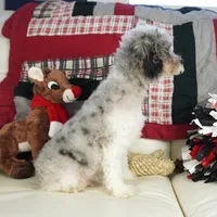 Ty, a male Cavapoo for sale in Moravia, IA – Photo 8 of 10