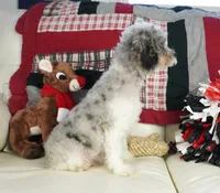 Ty, a male Cavapoo for sale in Moravia, IA – Photo 8 of 10