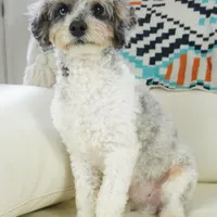 Ty, a male Cavapoo for sale in Moravia, IA – Photo 1 of 10