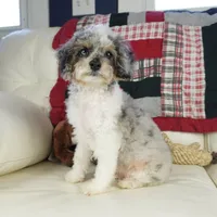 Ty, a male Cavapoo for sale in Moravia, IA – Photo 6 of 10