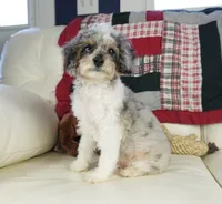 Ty, a male Cavapoo for sale in Moravia, IA – Photo 6 of 10
