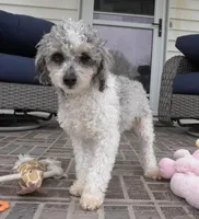 Ty, a male Cavapoo for sale in Moravia, IA – Photo 4 of 10