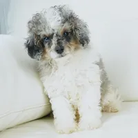 Ty, a male Cavapoo for sale in Moravia, IA – Photo 9 of 10