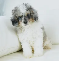 Ty, a male Cavapoo for sale in Moravia, IA – Photo 9 of 10