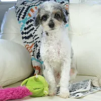 Ty, a male Cavapoo for sale in Moravia, IA – Photo 2 of 10