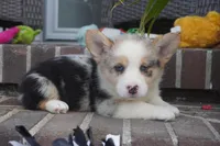 Dawson, a male Pembroke Welsh Corgi for sale in Moravia, IA – 2 of 5