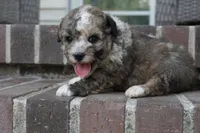 Swayze, a male Poodle - Miniature  for sale in Moravia, IA – 5 of 6