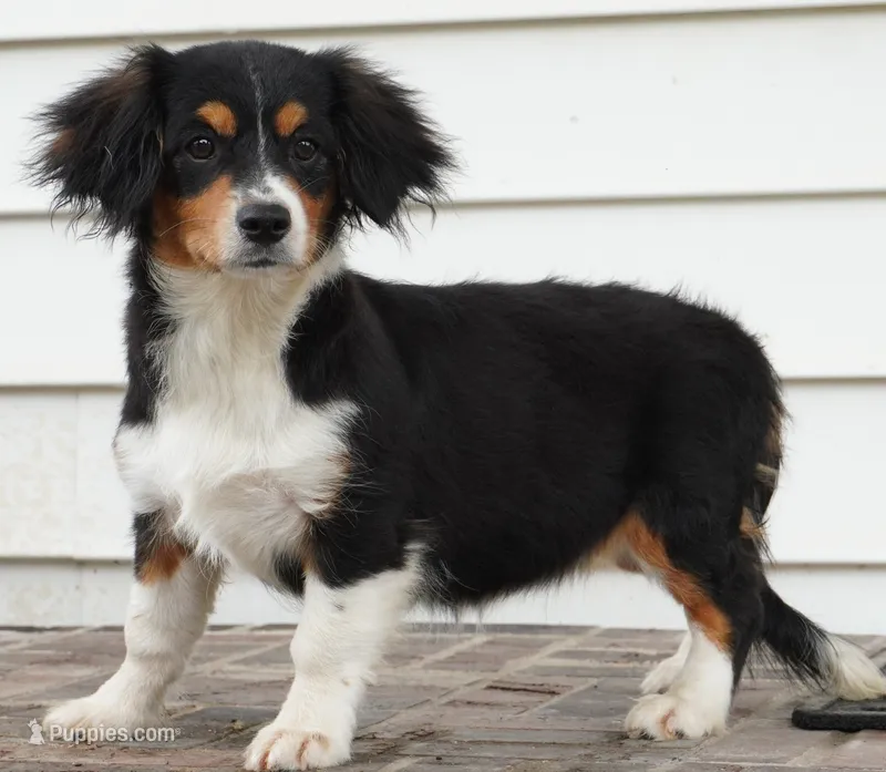 Posey – Pembroke Welsh Corgi, Cavalier King Charles Spaniel puppy for sale in Moravia, IA