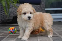 ren, a female Poodle - Toy  for sale in Moravia, IA – 3 of 5