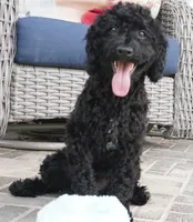 Emmit, a male Poodle - Miniature  for sale in Moravia, IA – 1 of 4