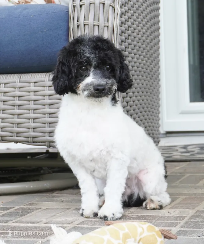Blitzen – Poodle - Toy  puppy for sale in Moravia, IA