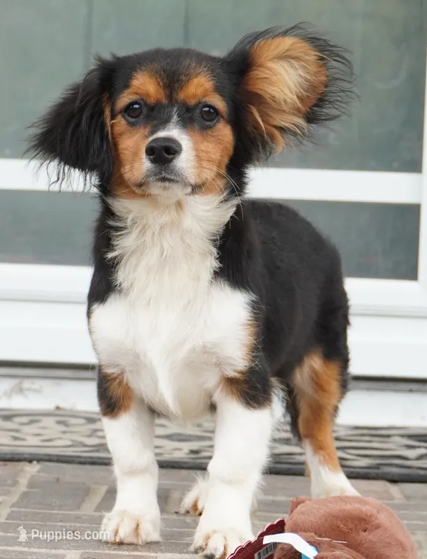 Poppy – Pembroke Welsh Corgi, Cavalier King Charles Spaniel puppy for sale in Moravia, IA