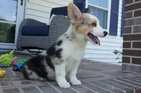 Dawson, a male Pembroke Welsh Corgi for sale in Moravia, IA – 4 of 9