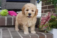 Mason, a male Poodle - Toy  for sale in Moravia, IA – 5 of 5