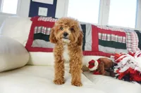 Jennings, a male Poodle - Toy  for sale in Moravia, IA – Photo 2 of 10