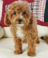 Jennings, a male Poodle - Toy  for sale in Moravia, IA – Photo 3 of 10